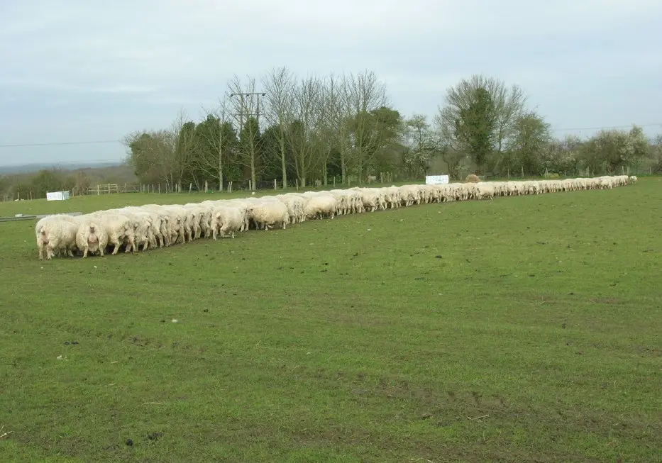 Feeding Flock – A5 Blank Greeting Card